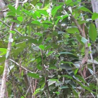 Tetrastigma nilagiricum (Miq.) B.V.Shetty